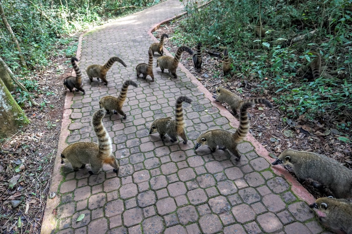 Image result for coatis at iguazu falls